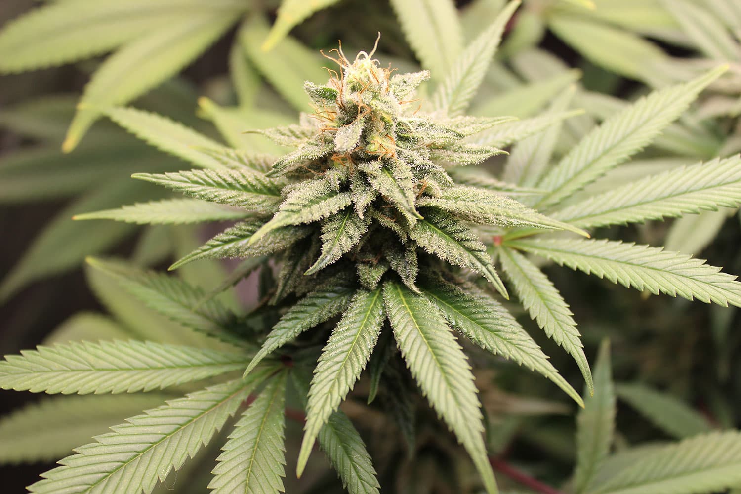 Best Wholesale CBD Edibles for Retailers