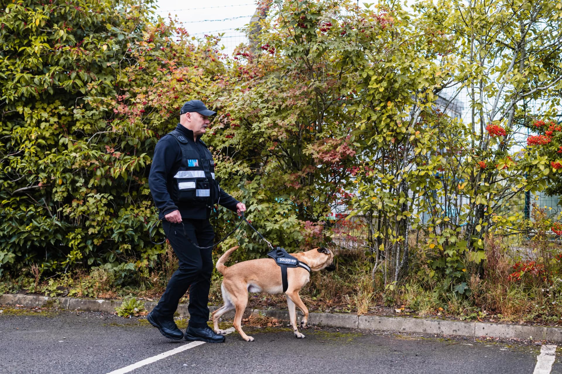 Professional and Reliable Security Dog Services Coventry