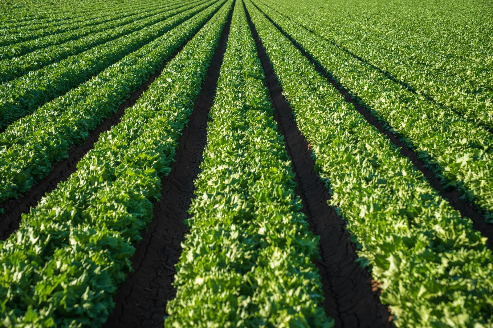 Professional Irrigation Services in Springtown, TX – Keep Your Lawn Green and Healthy