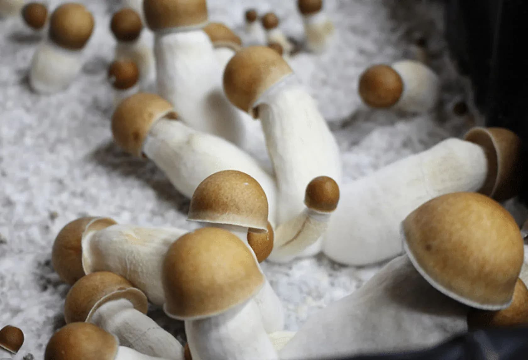 Bud Cargo: Canada’s Premier Online Shop for Psychedelics Like blue meanies