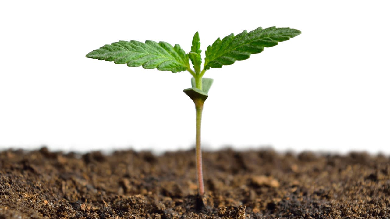 Cannabis Shop Madrid | Quality Guidance by Clubs Cannabis Madrid