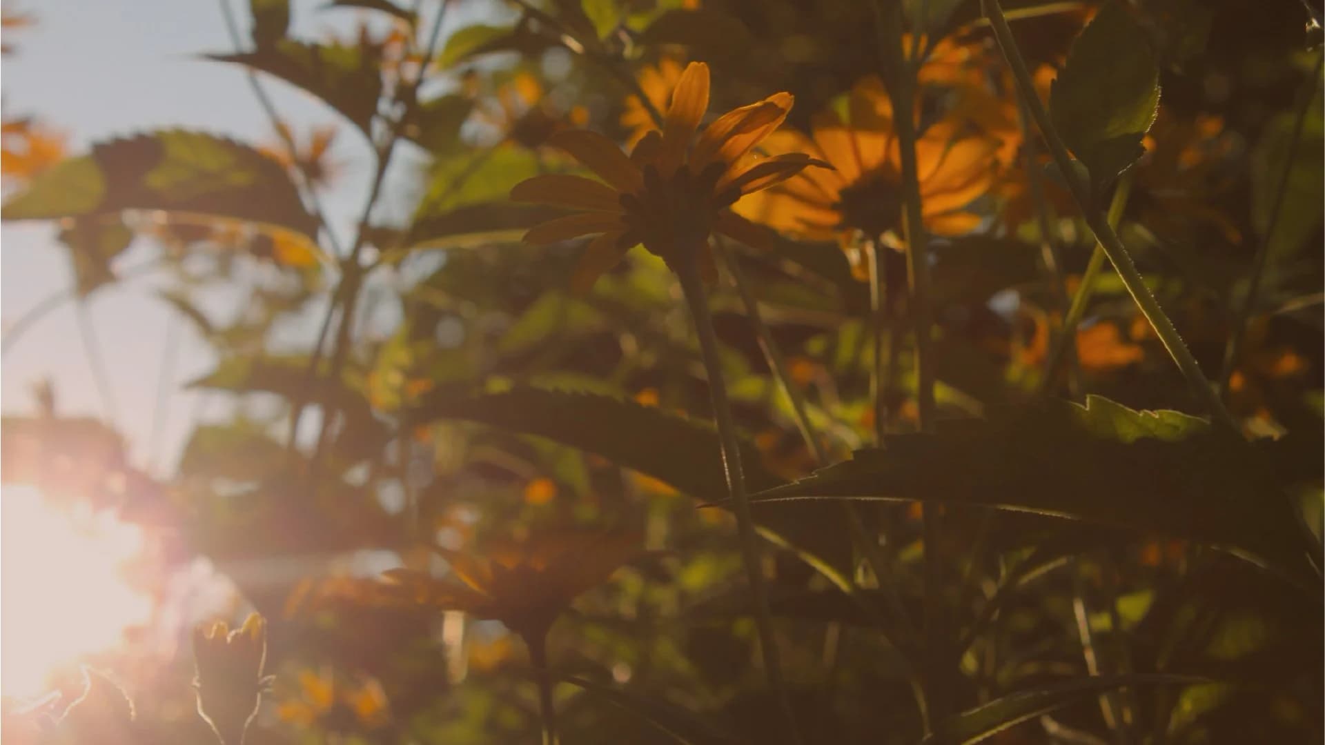 Brightet Creates Harmony Through Beautiful Illumination