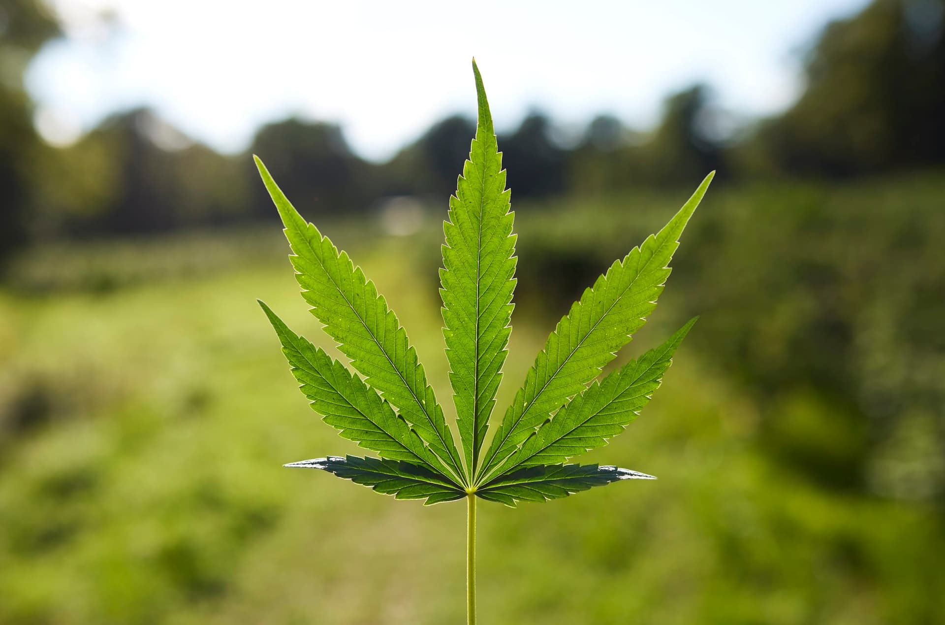 Bluetenbande – Hochwertiges Cannabis aus Vereinsanbau