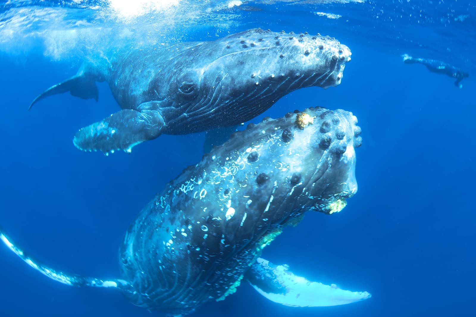 Defending the Deep: A-LAW and marianthi baklava Advance Marine Legal Rights