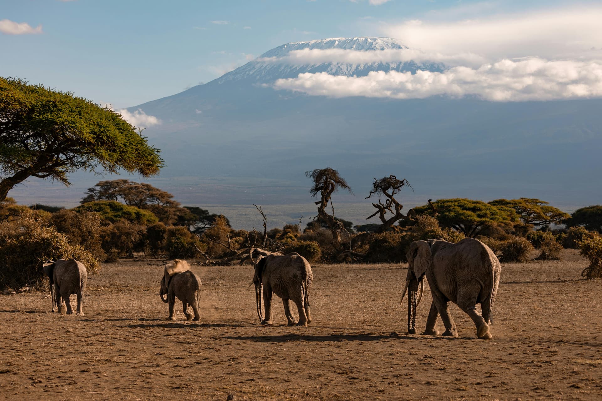 Plan Your Dream Kenya Tanzania Safari with Expert Guides