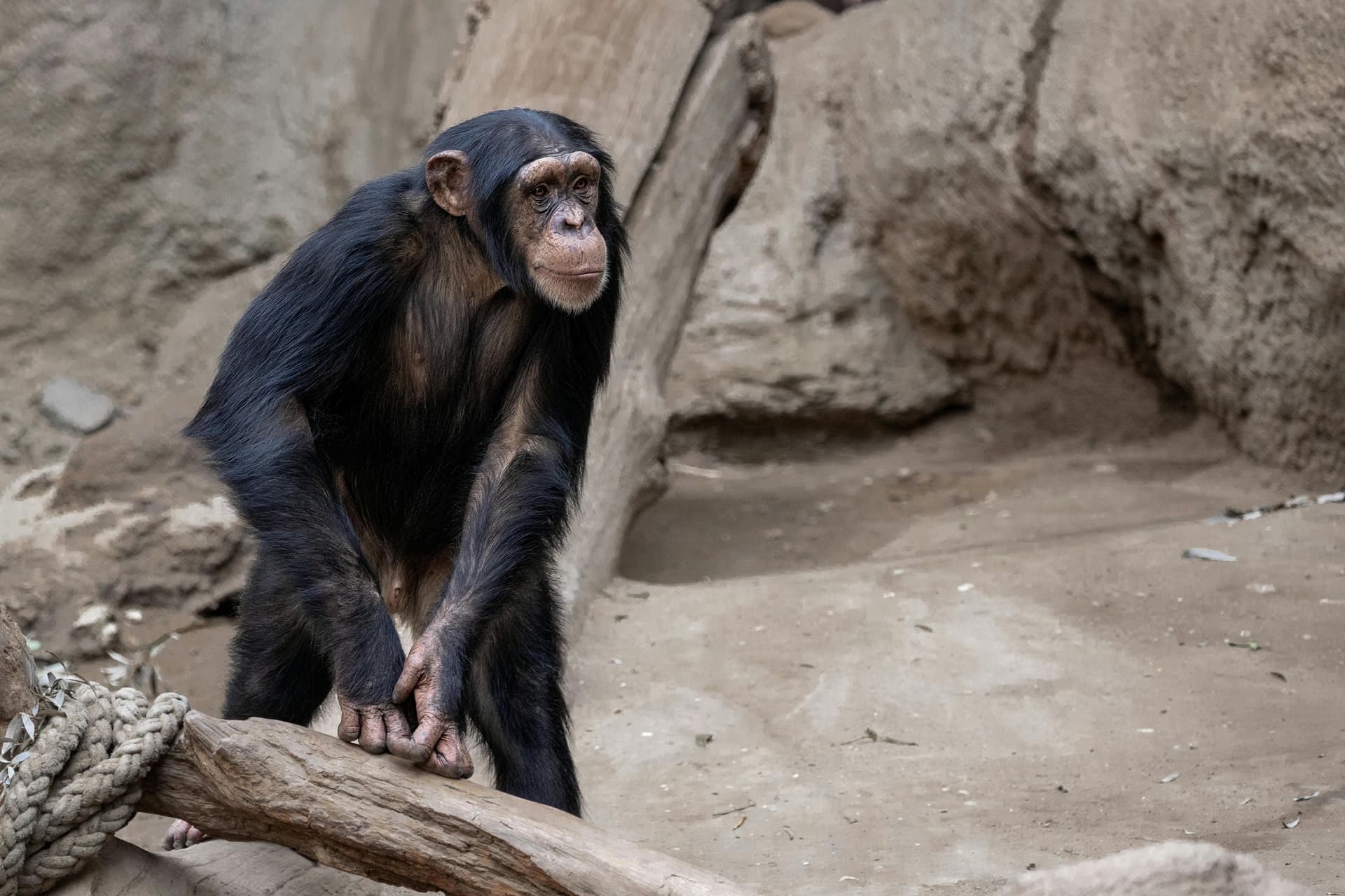 Chimpanzee Trekking Tours: Discover, Learn &amp; Conserve with SafariBando