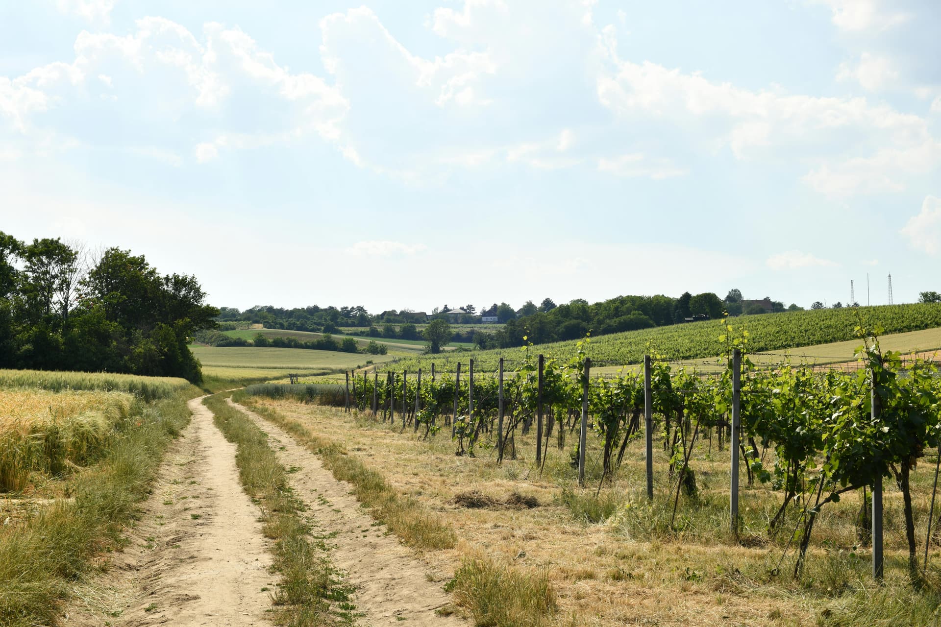 Family-Owned Wineries Defining Clarksburg CA