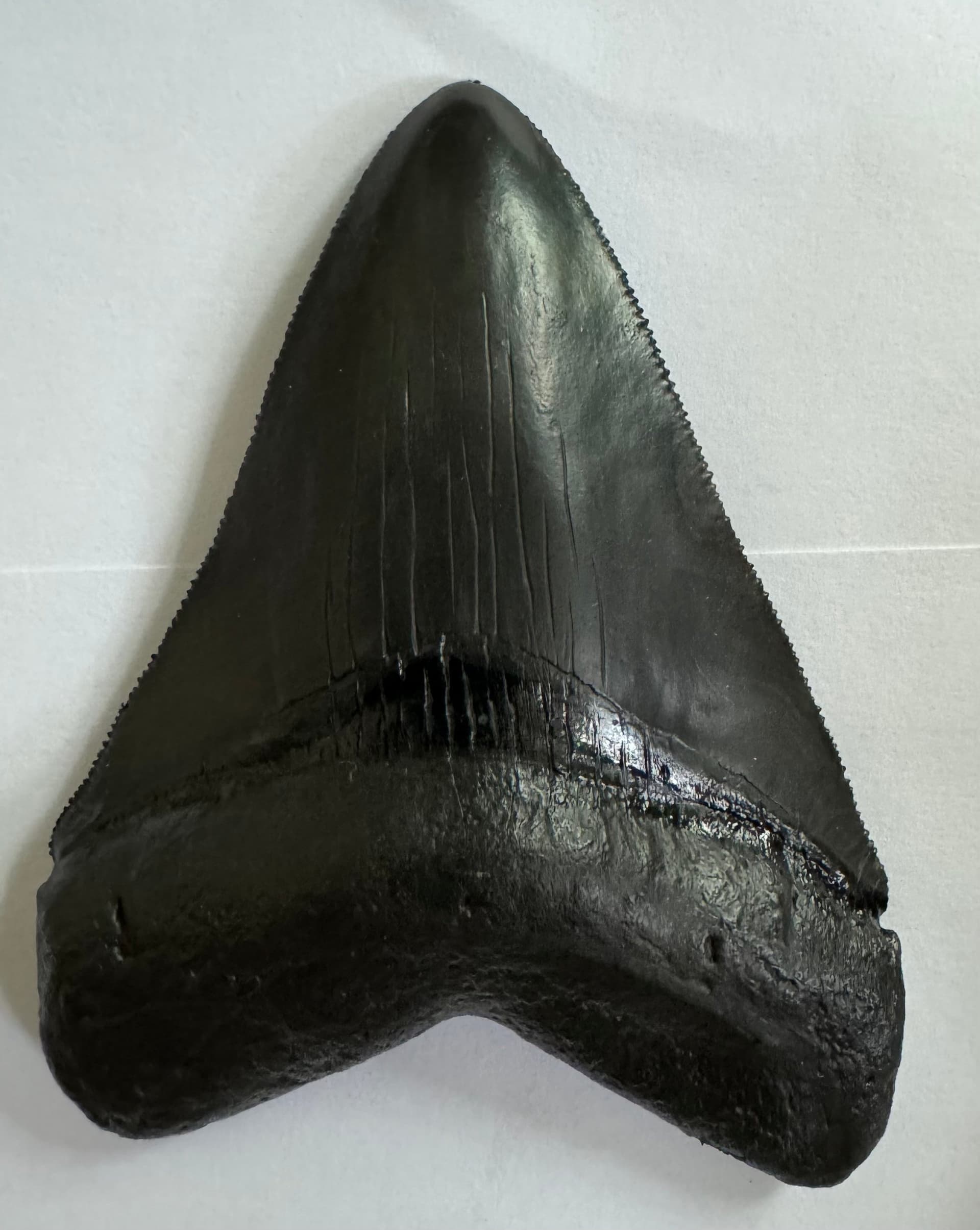 Fossil Driven Fossil Shark Teeth: Authenticity and Quality Guaranteed