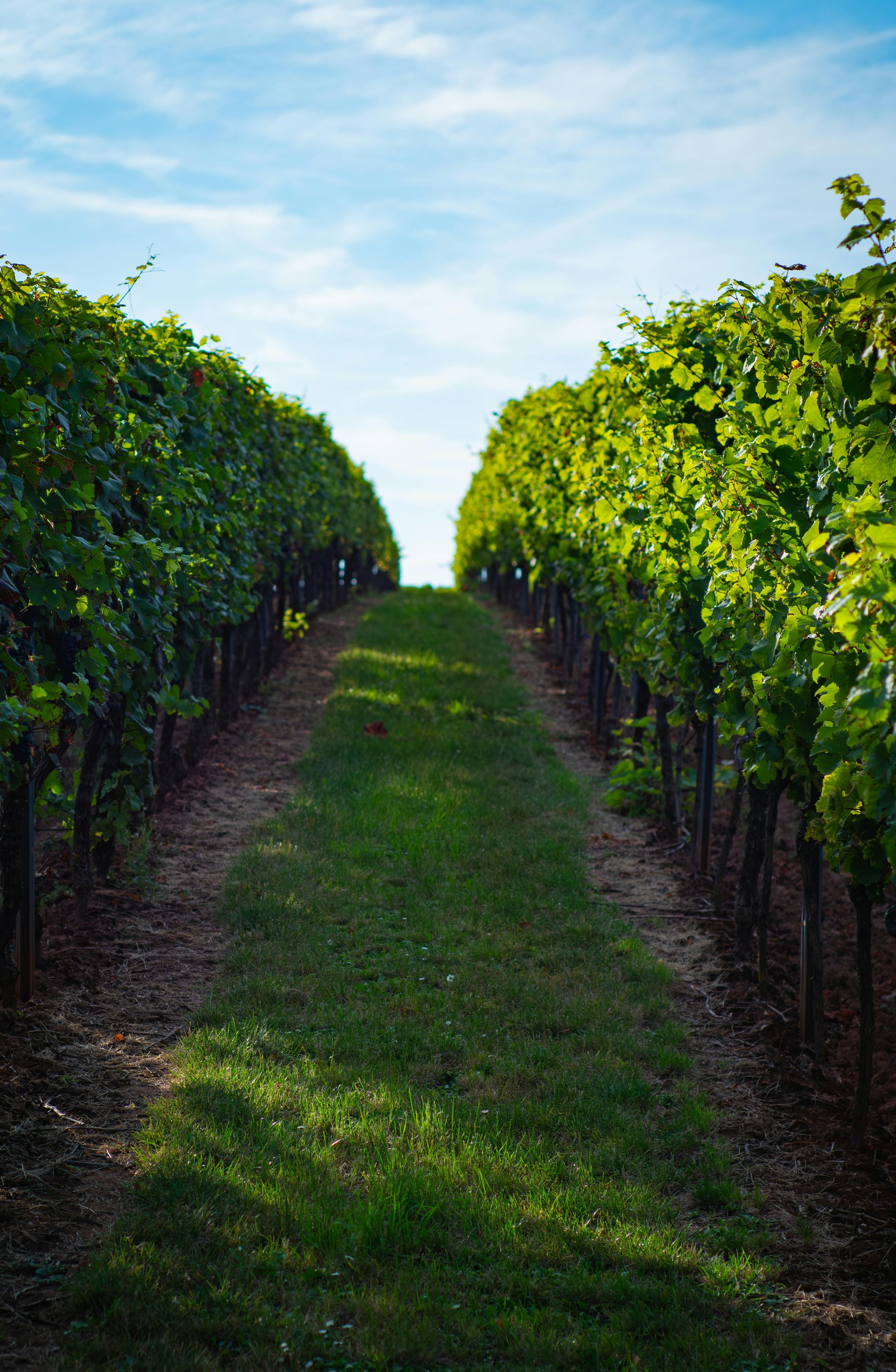 Hidden Gem Clarksburg Wineries in Northern California