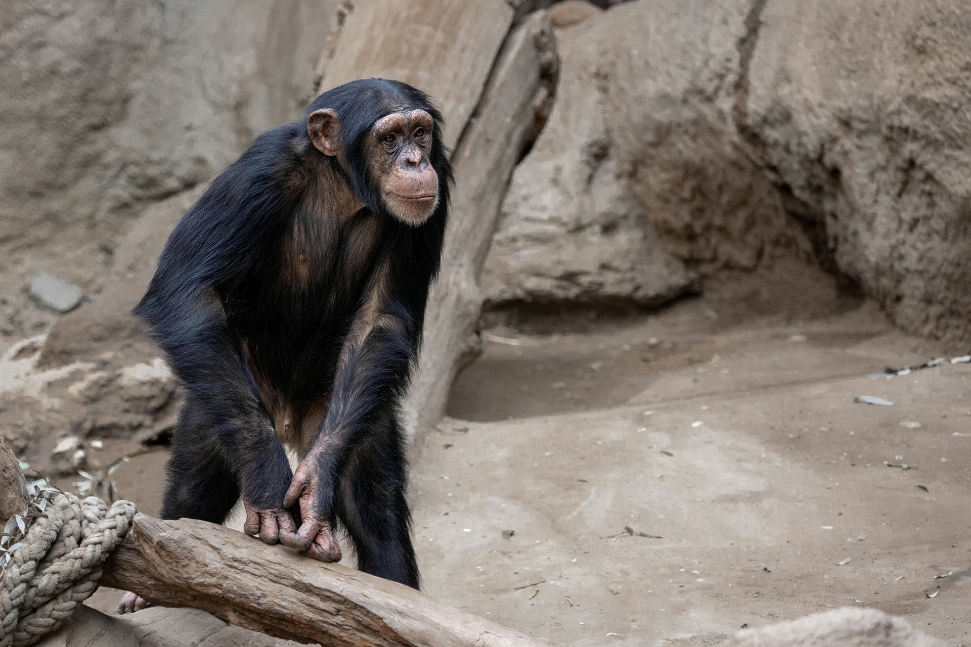 Chimpanzee Trekking Tours: Discover, Learn &amp; Conserve with SafariBando