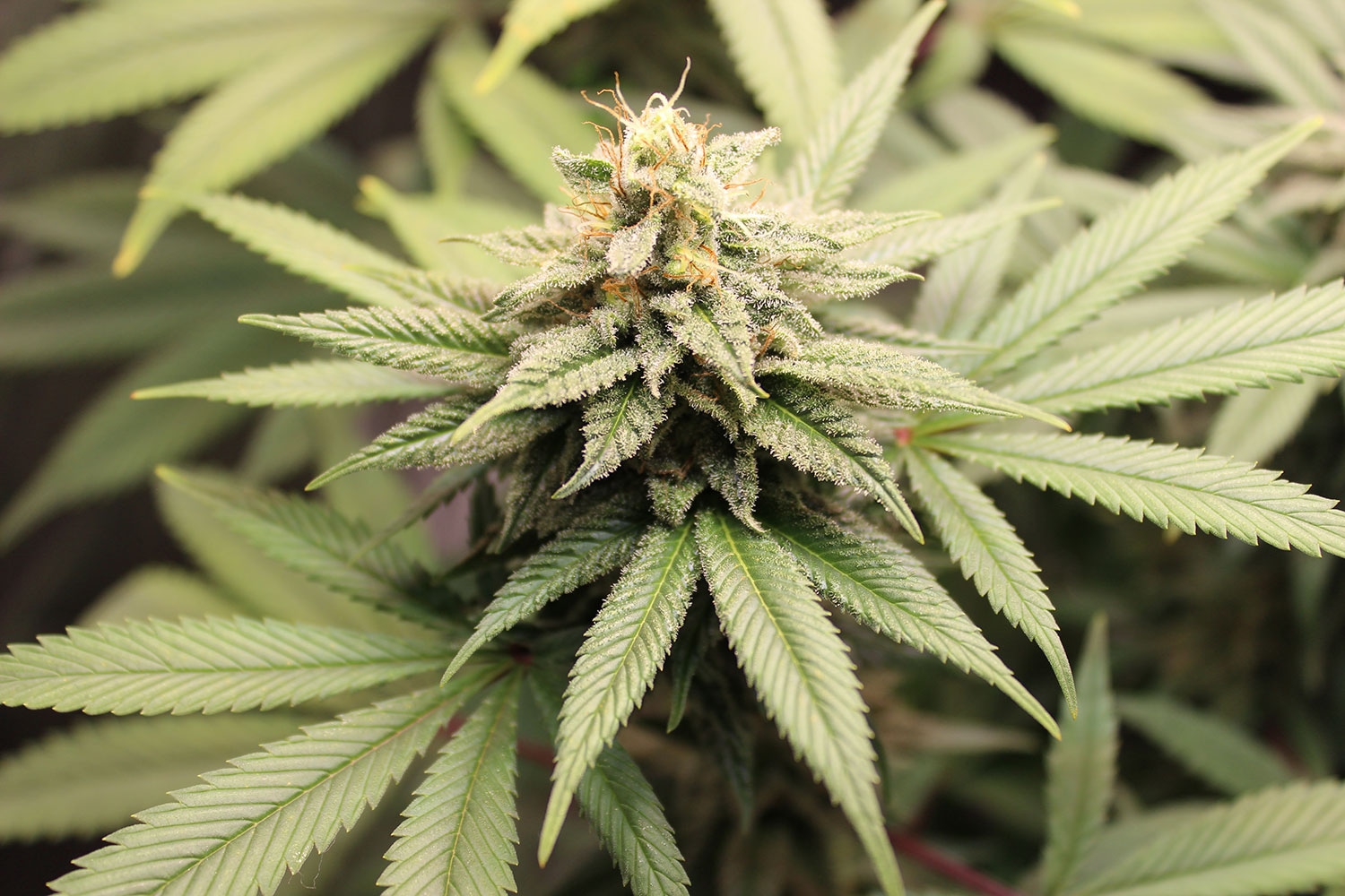 Best Wholesale CBD Edibles for Retailers
