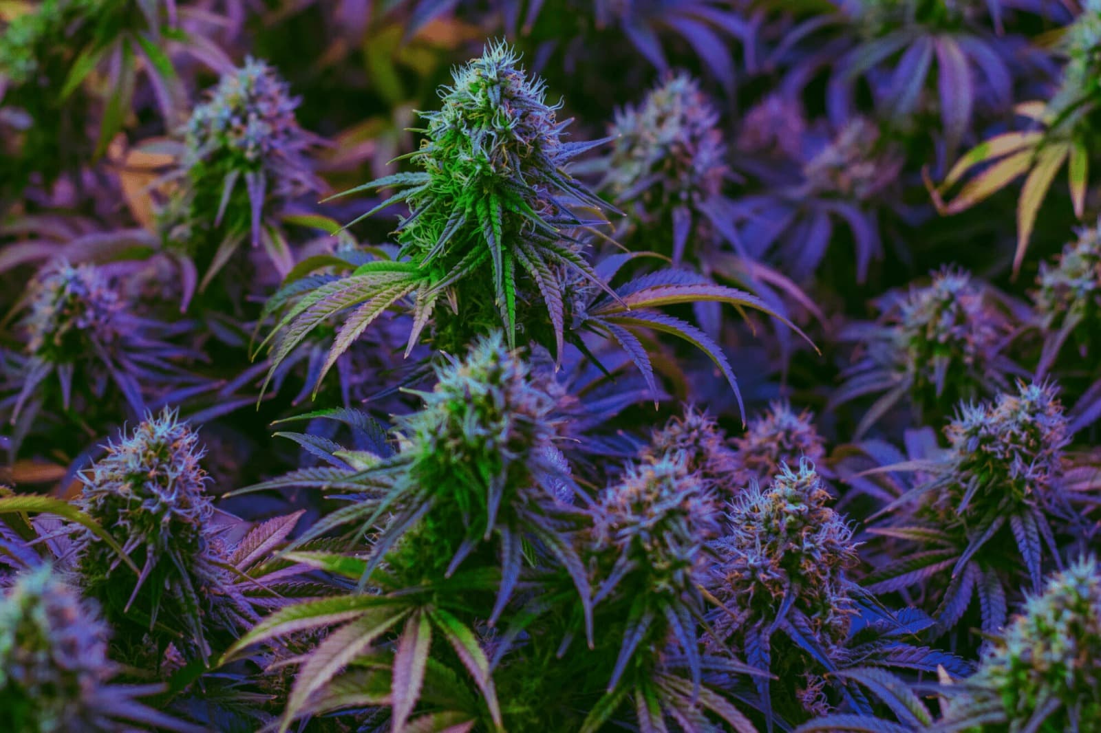 Skittles Strain – Bud Cargo Provides Bright, Terpene-Packed Flavor