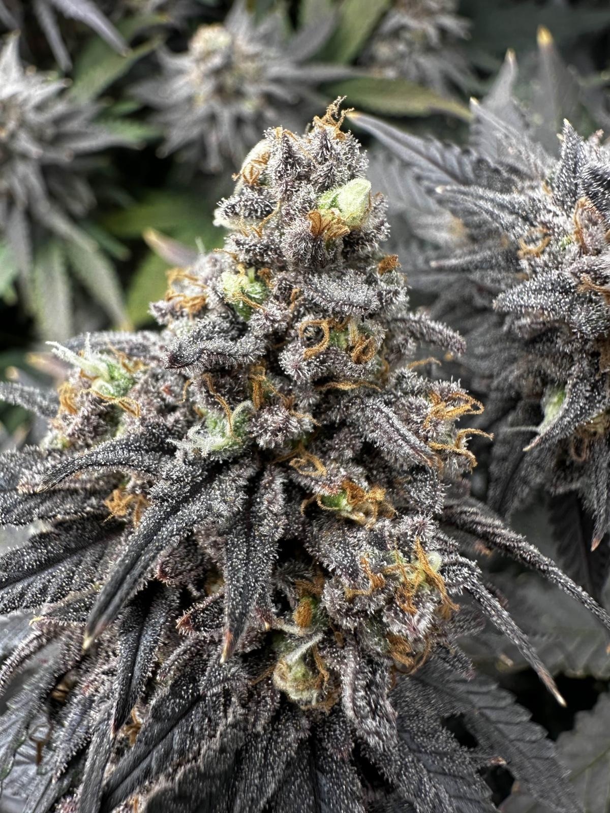 Cannabis Club Hamburg: Dein lokaler Social Club
