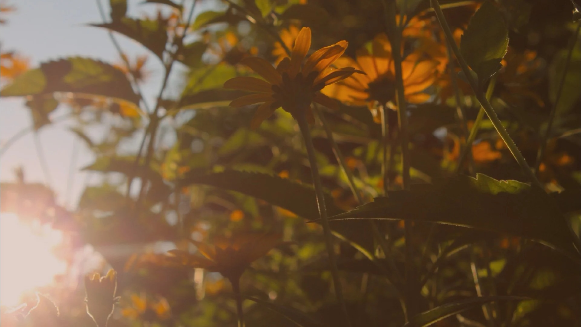 Brightet Creates Harmony Through Beautiful Illumination