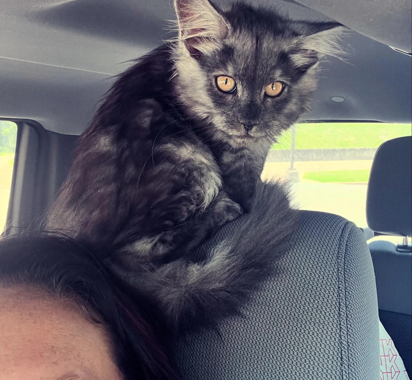 Purebred Maine Coon Kittens for Sale California | Amore Cattery