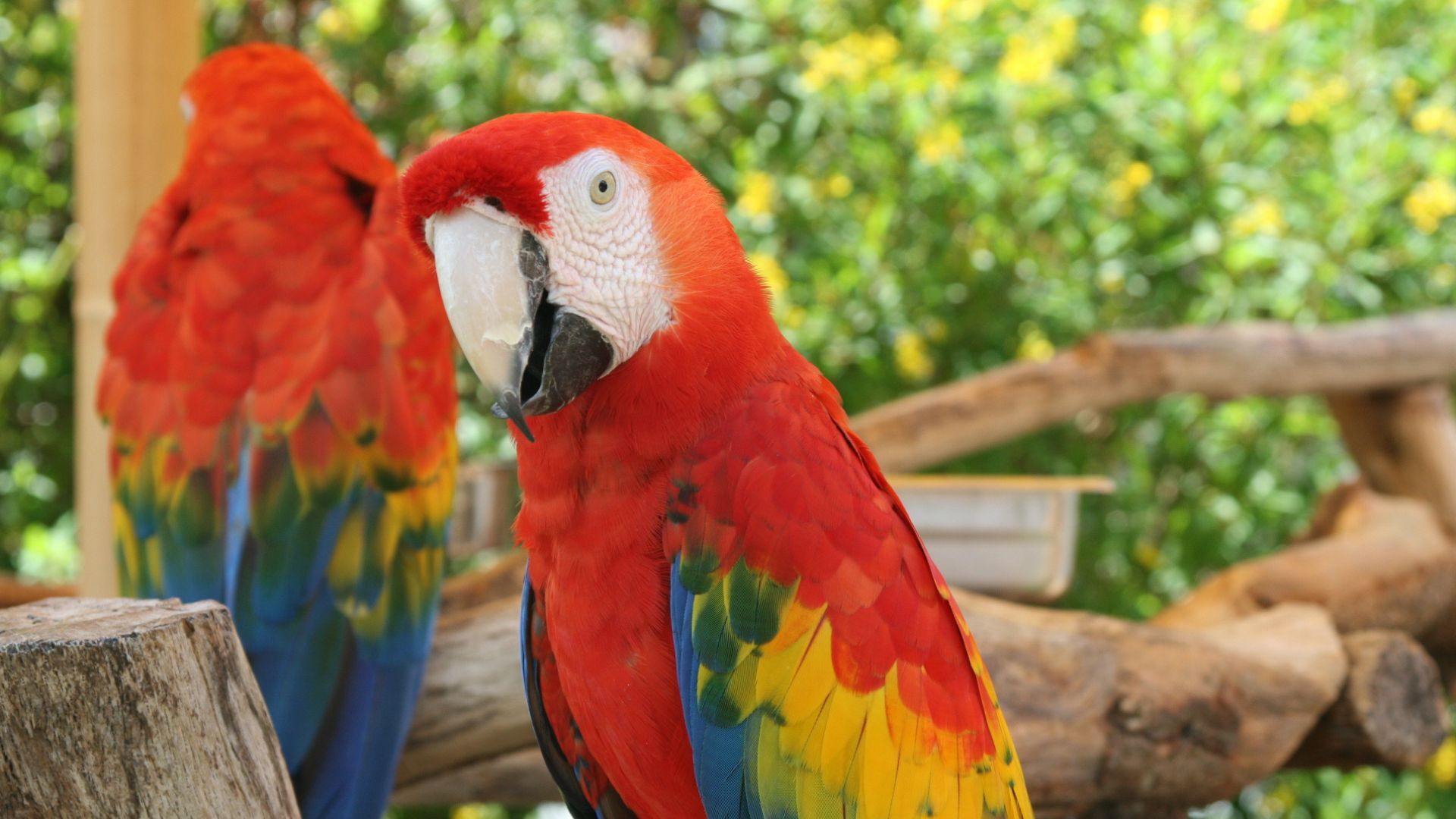 African Grey Parrots for Sale – Customer Satisfaction by Amazing Birds Farm