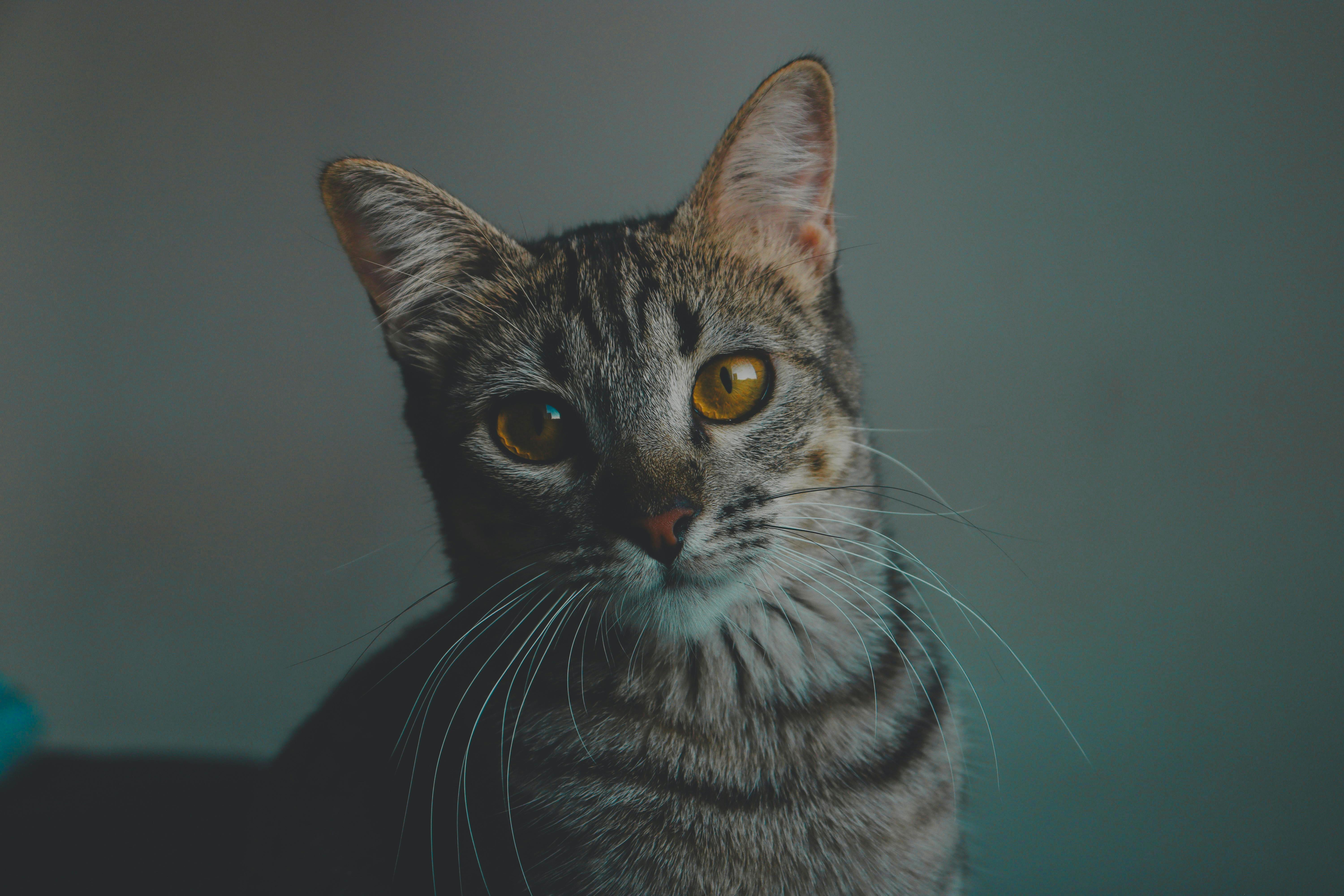Maine Coon Cats for Sale – Quality Breeding You Can Trust