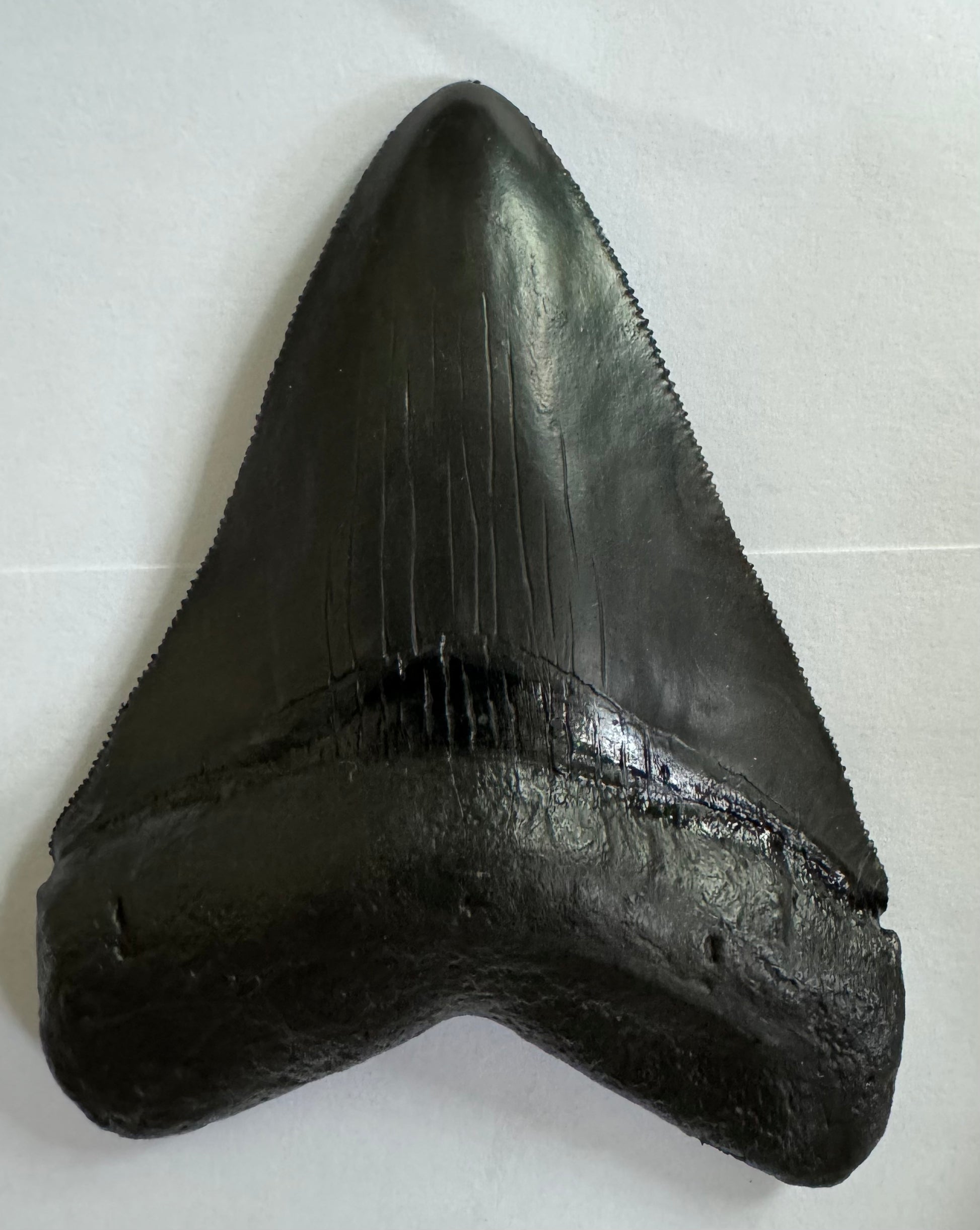 Fossil Driven Fossil Shark Teeth: Authenticity and Quality Guaranteed