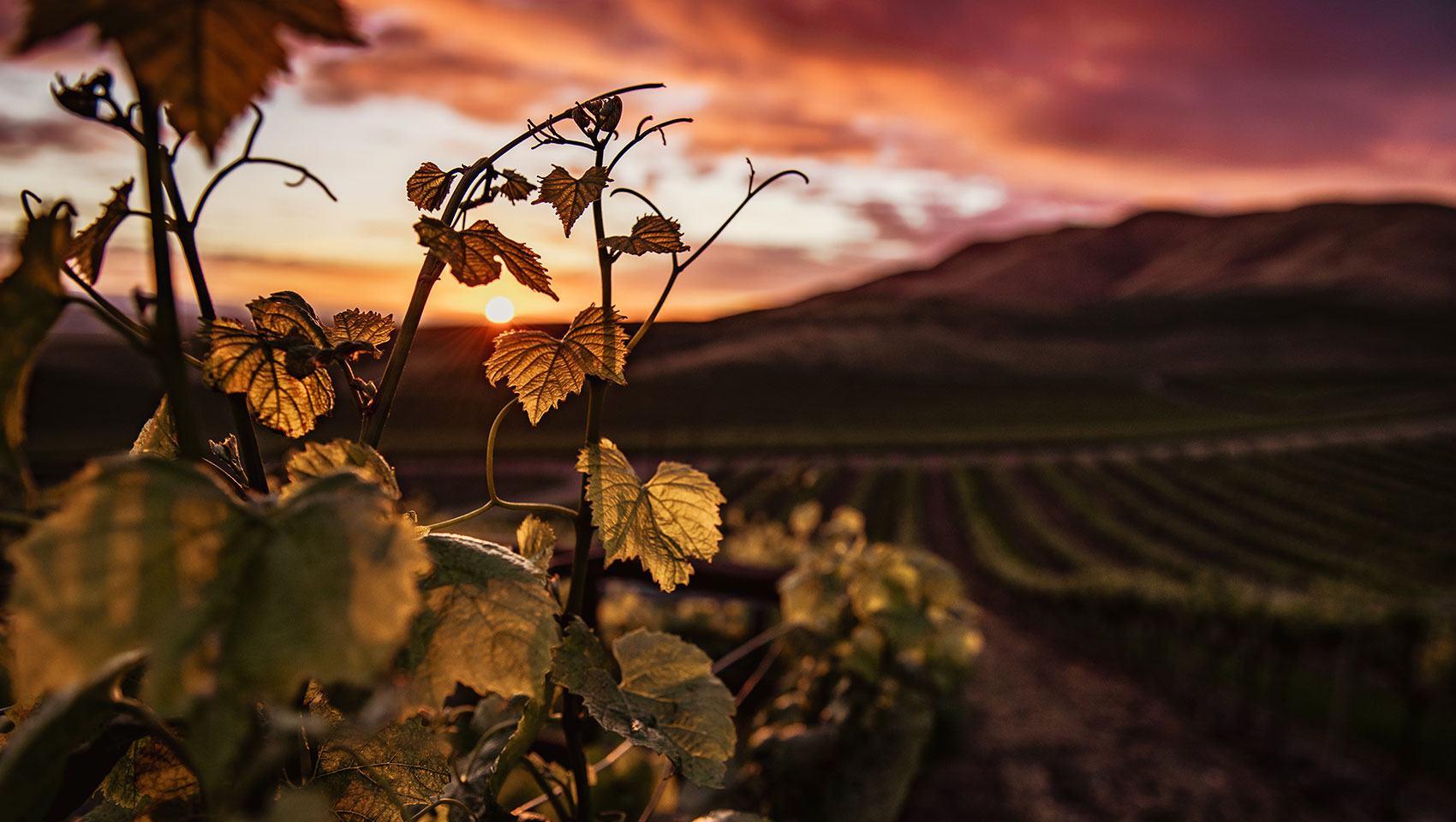 Explore the Beauty of Clarksburg California