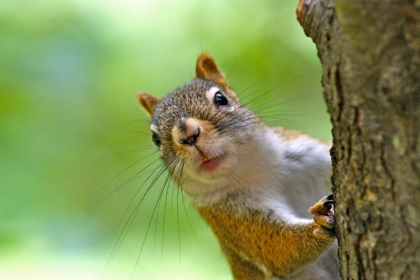 Humane and Professional Squirrel Removal Toronto